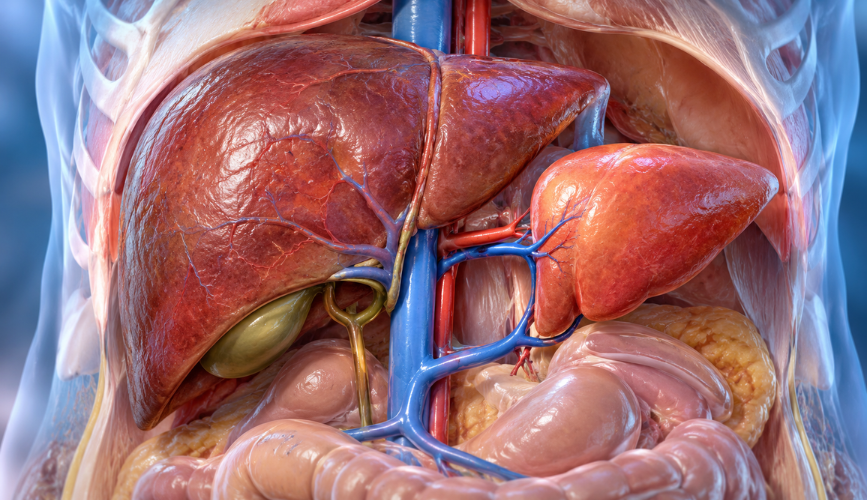 Auxiliary Liver Transplant